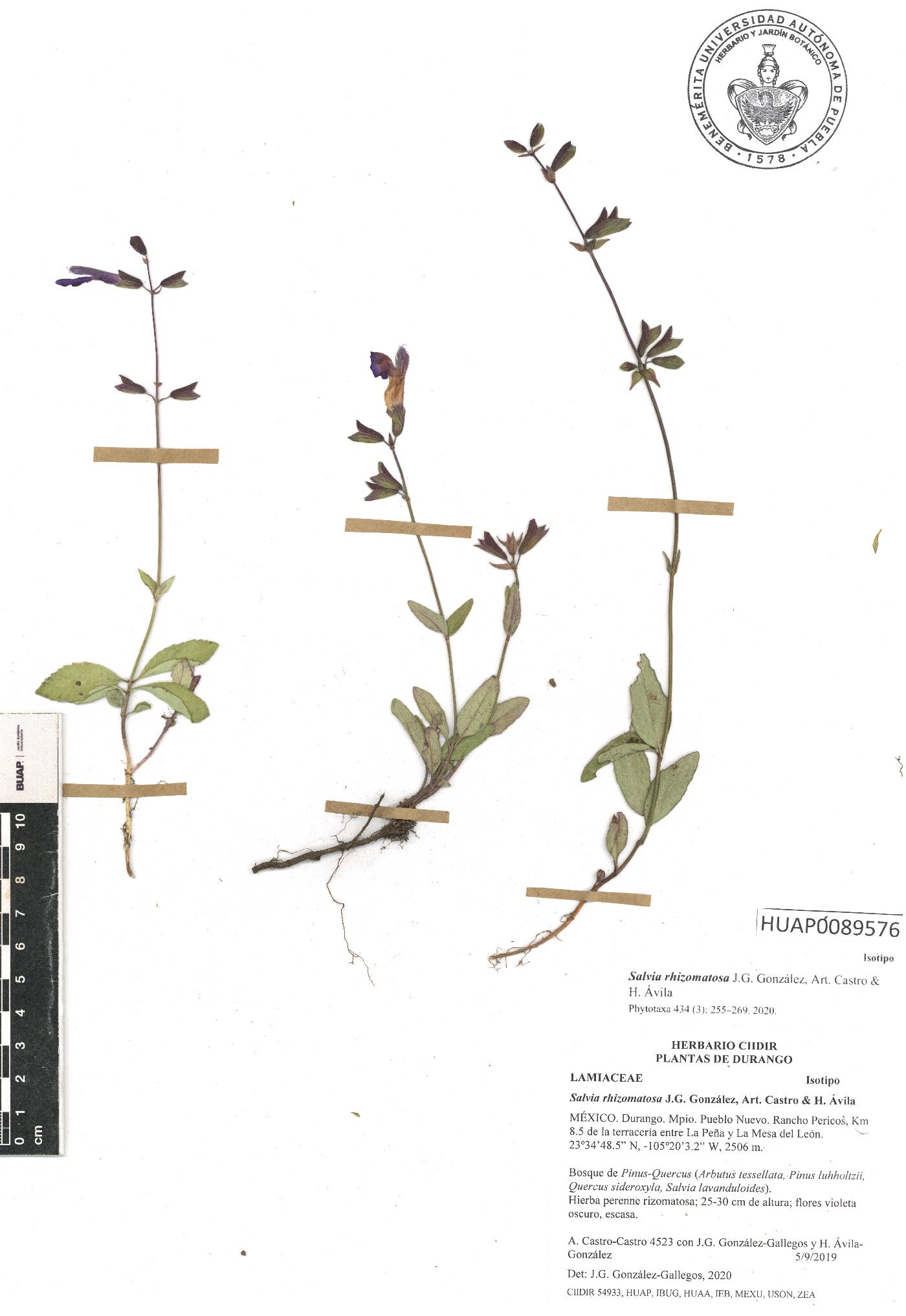 Salvia rhizomatosa image