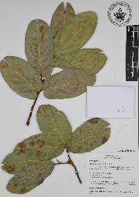 Quercus aristata image