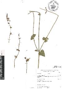 Salvia crucis image