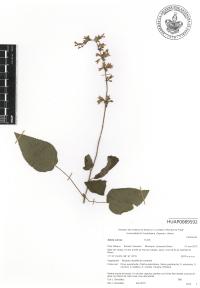 Salvia carnea image