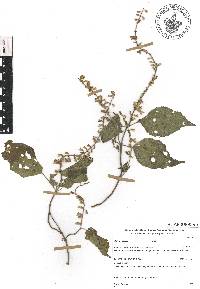 Salvia roscida image