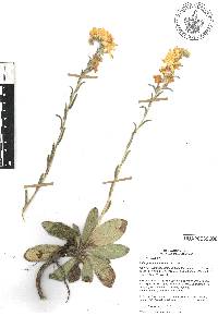 Lithospermum obovatum image