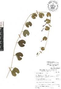 Aristolochia orbicularis image