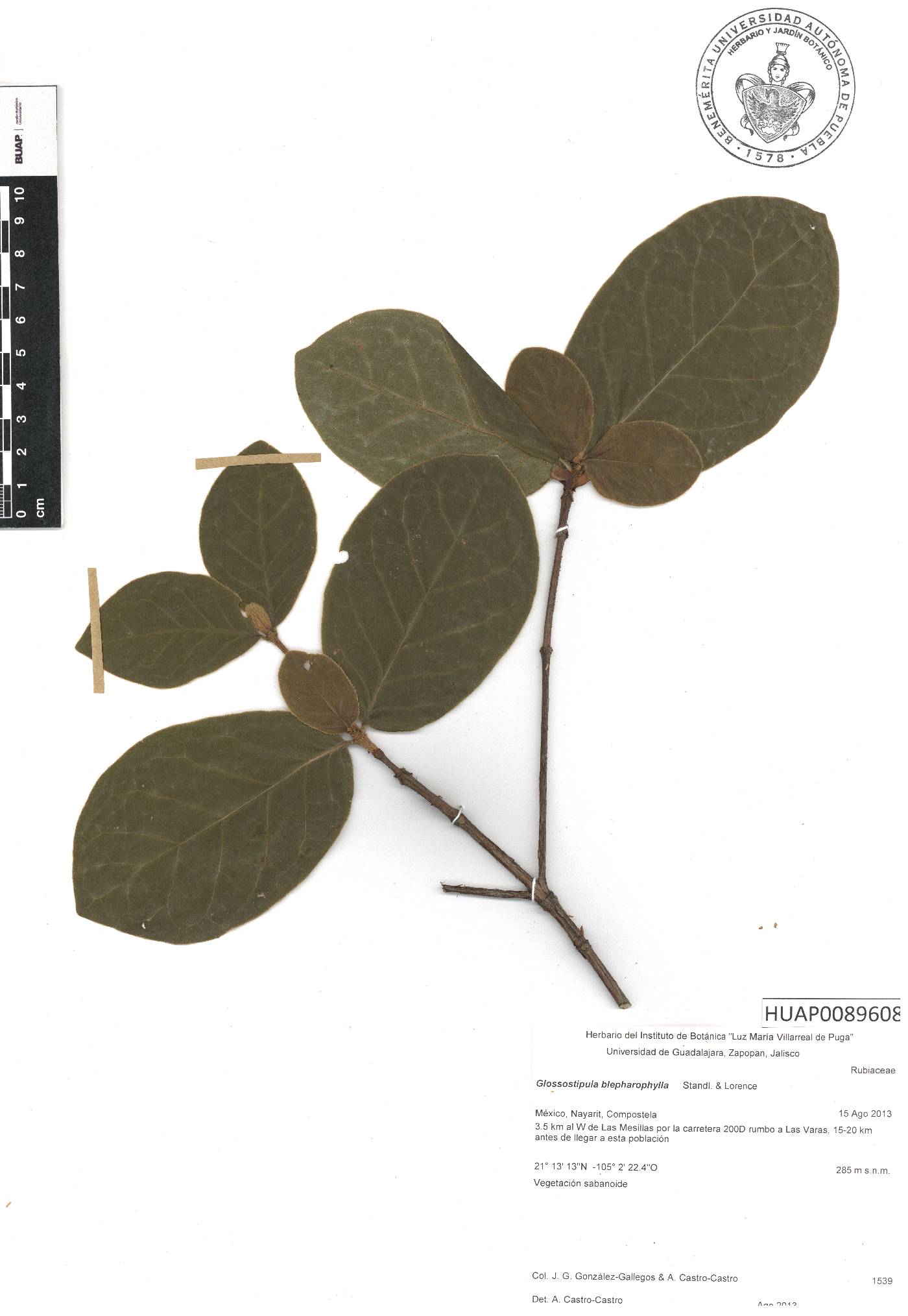 Glossostipula blepharophylla image