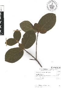 Glossostipula blepharophylla image