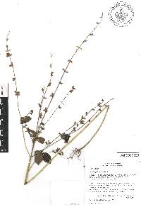 Salvia leptostachys image