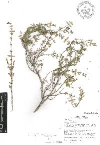 Salvia thymoides image