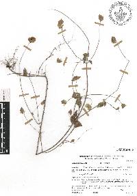 Image of Salvia bupleuroides