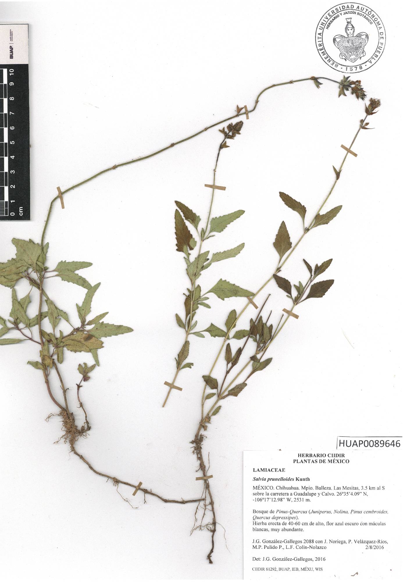 Salvia prunelloides image