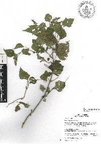 Salvia languidula image