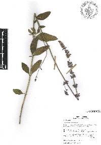 Salvia lavanduloides image