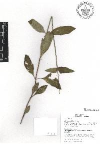 Salvia lavanduloides image