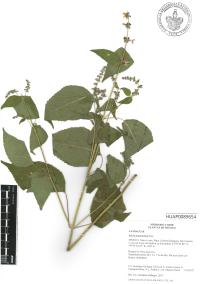 Salvia polystachia image