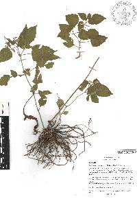 Image of Scutellaria cuevasiana