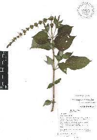 Salvia longispicata image