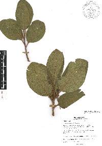 Arbutus madrensis image