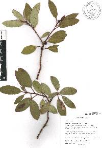 Arbutus occidentalis image