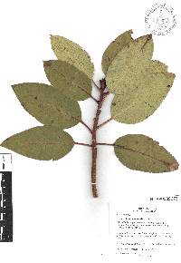 Arbutus arizonica image