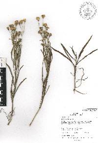 Senecio stoechadiformis image