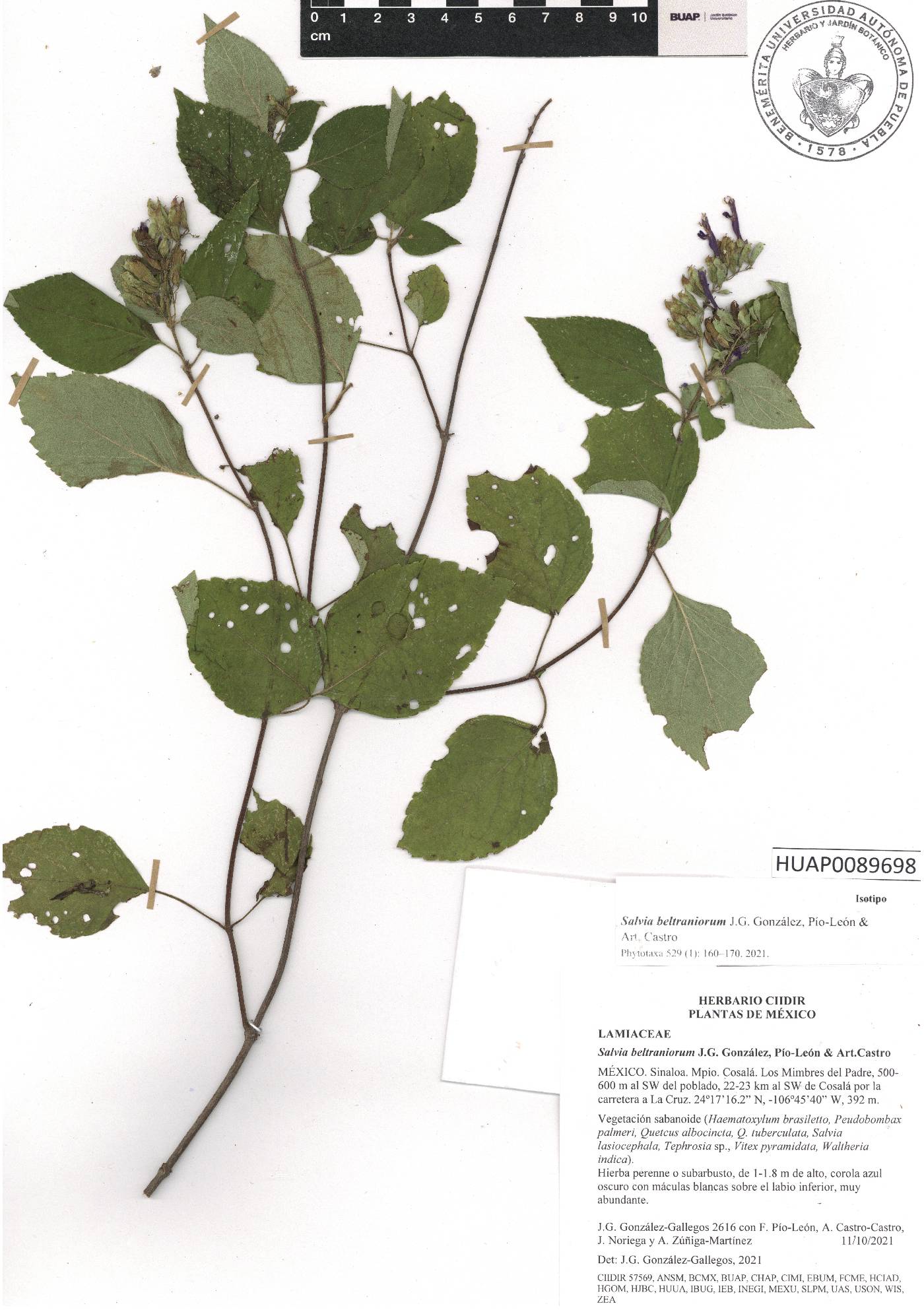 Salvia beltraniorum image