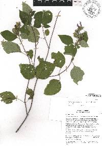 Image of Salvia beltraniorum