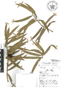 Podocarpus matudae image