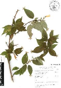 Clinopodium macrostemum image