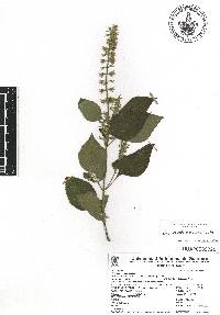 Salvia longispicata image