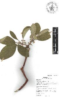 Arbutus xalapensis image