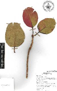 Arbutus madrensis image
