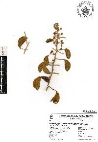 Mimosa albida var. strigosa image