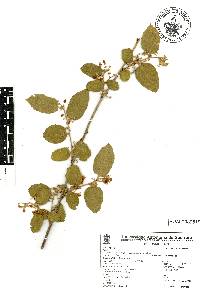 Guazuma ulmifolia image