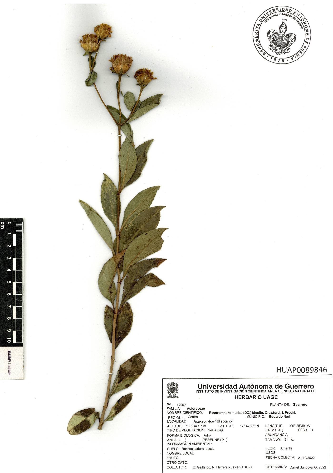 Electranthera mutica image