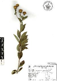 Electranthera mutica image