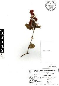 Heteropterys brachiata image