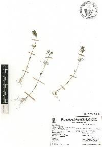 Tagetes filifolia image