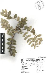 Bursera submoniliformis image