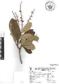 Clethra mexicana image