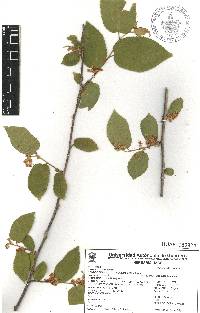 Guazuma ulmifolia image