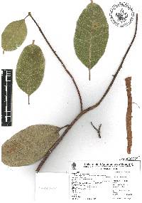 Anacardium occidentale image