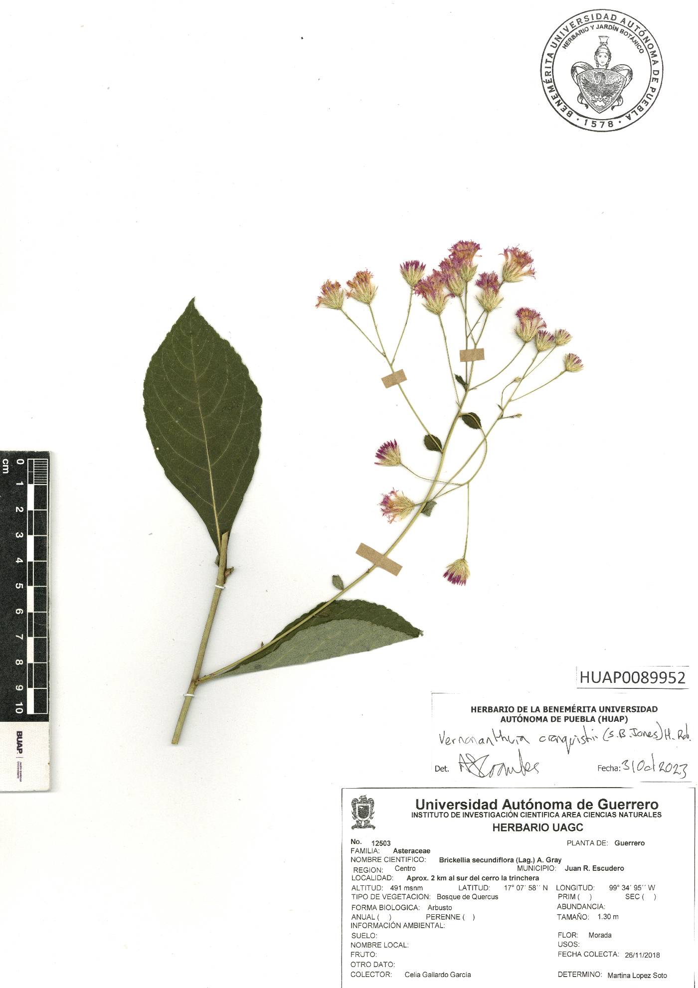 Vickianthus cronquistii image