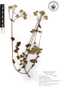 Ageratum corymbosum image