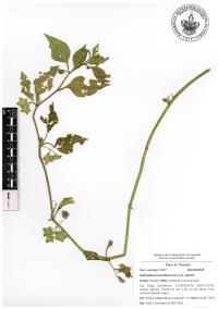 Jaltomata procumbens image