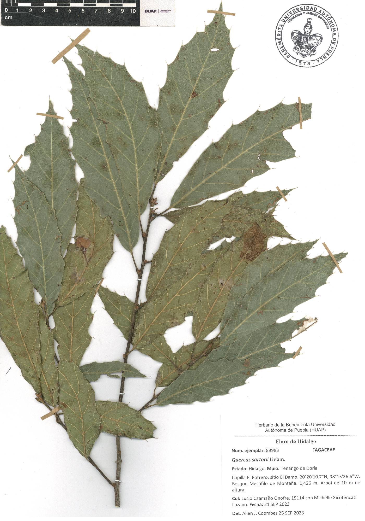 Quercus sartorii image