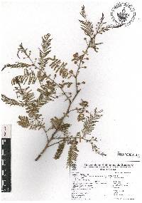 Acacia pennatula image