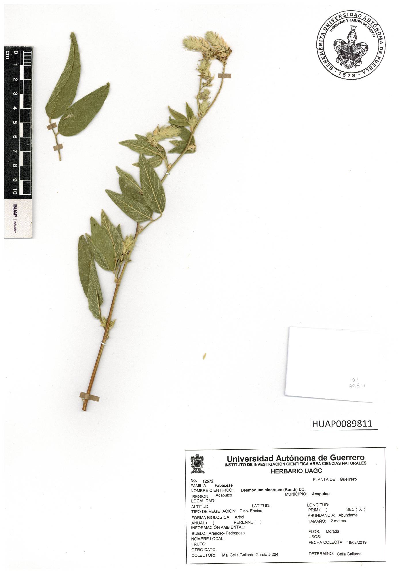 Desmodium cinereum image