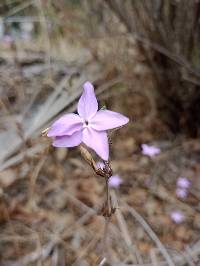 Pseuderanthemum praecox image