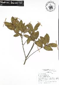 Quercus acherdophylla image