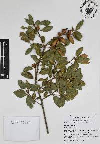 Quercus agrifolia image