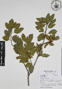 Quercus agrifolia image